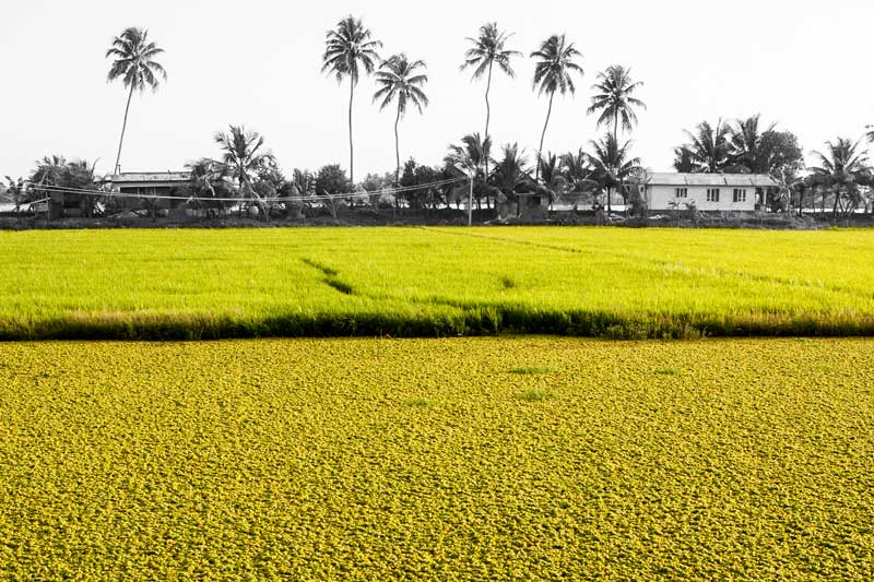Agricultural fields – a source of wastewater causing eutrophication in Vembanad Lake in Alappuzha district, Kerala